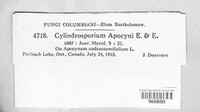 Cylindrosporium apocyni image